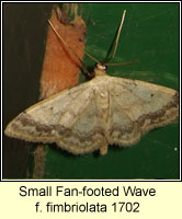 Small Fan-footed Wave, Idaea biselata f fimbriolata