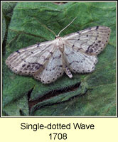 Single-dotted Wave, Idaea dimidiata