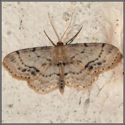 Single-dotted Wave, Idaea dimidiata