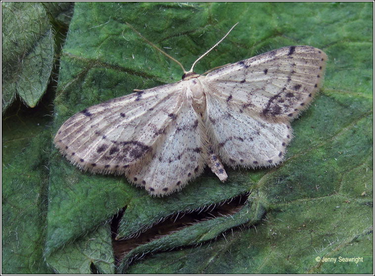 Single-dotted Wave, Idaea dimidiata