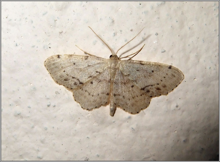 Single-dotted Wave, Idaea dimidiata