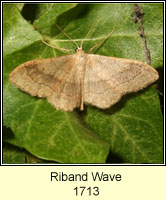 Riband Wave, Idaea aversata