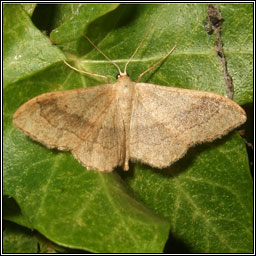 Riband Wave, Idaea aversata