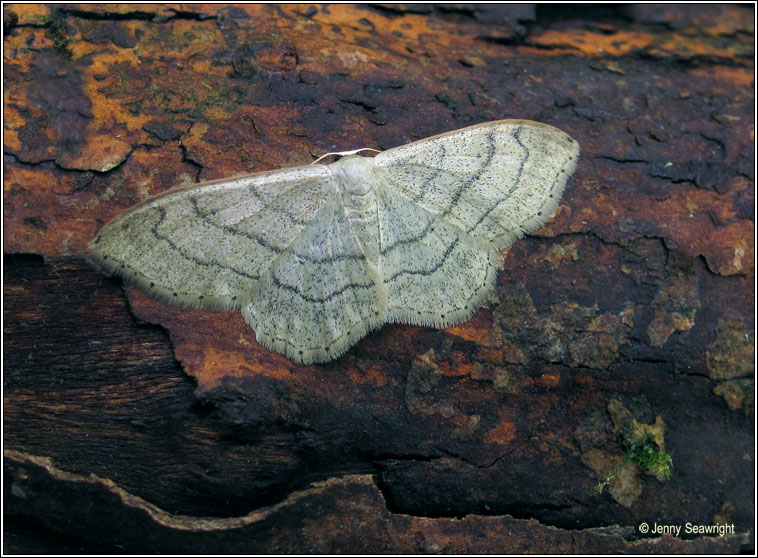 Idaea aversata ab. remutata