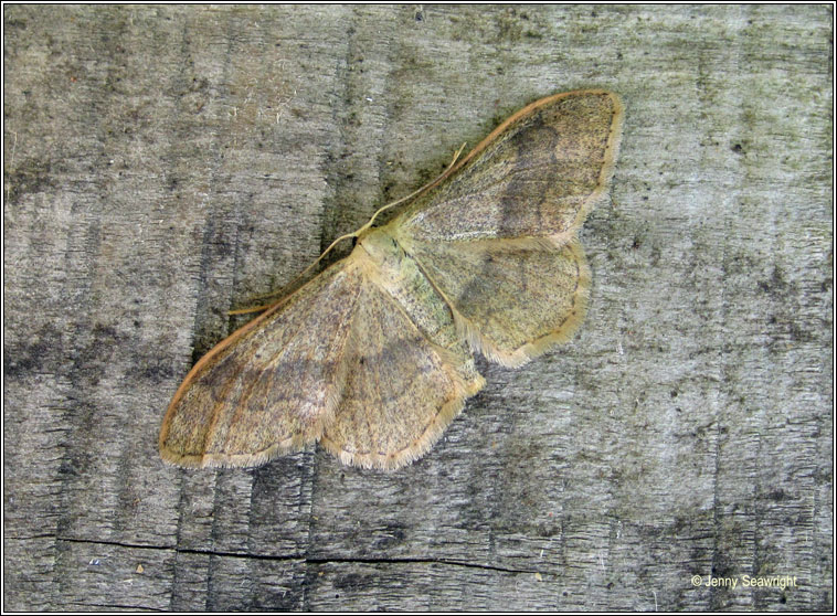 Riband Wave, Idaea aversata