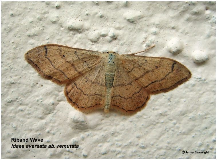 Idaea aversata ab. remutata