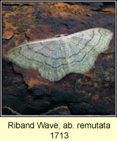 Riband Wave, Idaea aversata