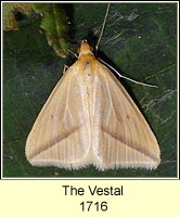 The Vestal, Rhodometra sacraria