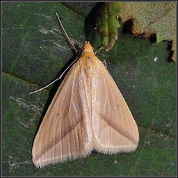 The Vestal, Rhodometra sacraria