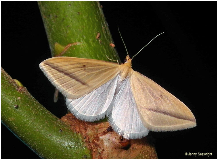 The Vestal, Rhodometra sacraria