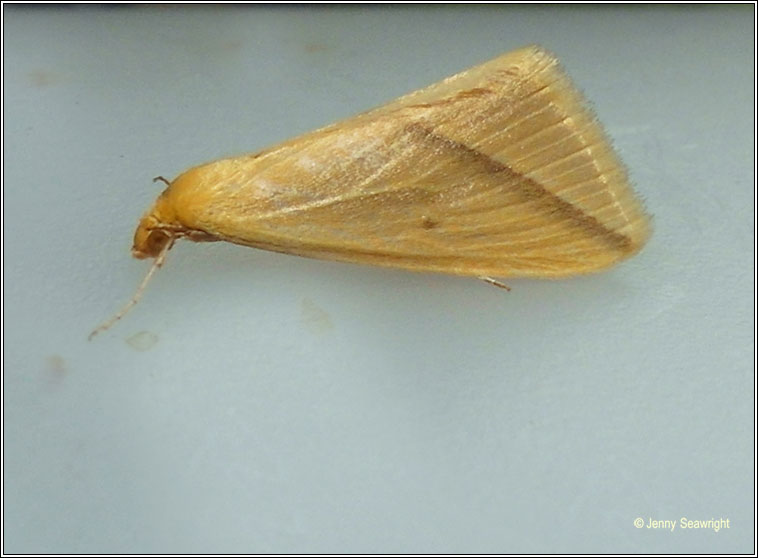 The Vestal, Rhodometra sacraria