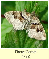 Flame Carpet, Xanthorhoe designata