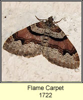 Flame Carpet, Xanthorhoe designata