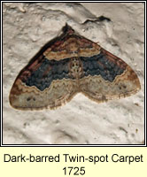 Dark-barred Twin-spot Carpet, Xanthorhoe ferrugata