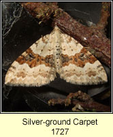 Silver-ground Carpet, Xanthorhoe montanata