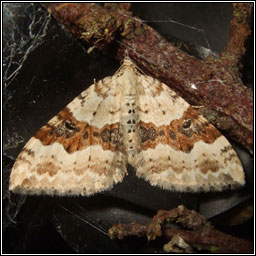 Silver-ground Carpet