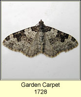 Garden Carpet, Xanthorhoe fluctuata