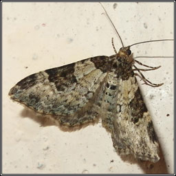 Garden Carpet, Xanthorhoe fluctuata