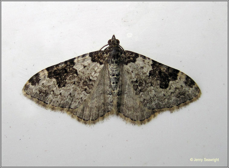 Garden Carpet, Xanthorhoe fluctuata