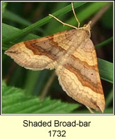 Shaded Broad-bar, Scotopteryx chenopodiata