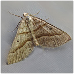 Lead Belle, Scotopteryx mucronata