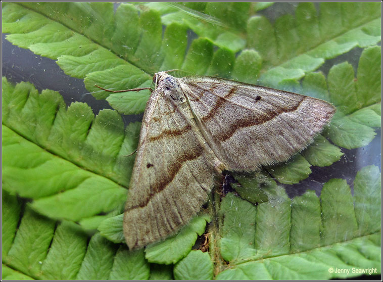 Lead Belle, Scotopteryx mucronata