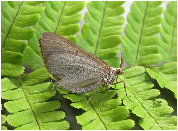 Lead Belle, Scotopteryx mucronata