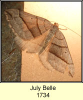 July Belle, Scotopteryx luridata