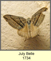 July Belle, Scotopteryx luridata