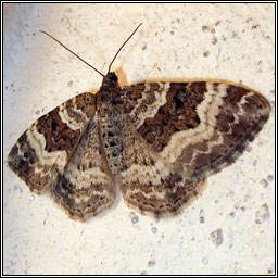 Common Carpet