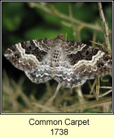 Common Carpet, Epirrhoe alternata