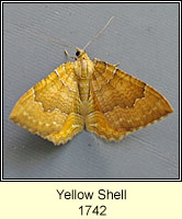 Yellow Shell, Camptogramma bilineata