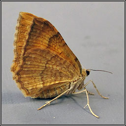 Yellow Shell, Camptogramma bilineata