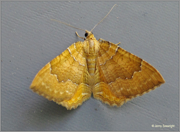 Yellow Shell, Camptogramma bilineata