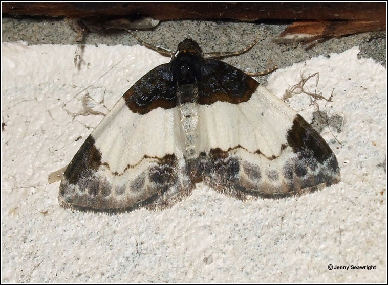 Beautiful Carpet, Mesoleuca albicillata