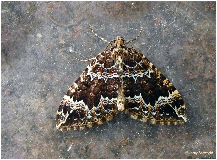 Water Carpet, Lampropteryx suffumata