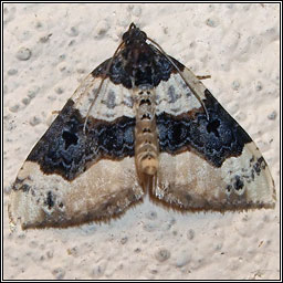 Purple Bar, Cosmorhoe ocellata