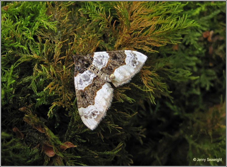 Purple Bar, Cosmorhoe ocellata