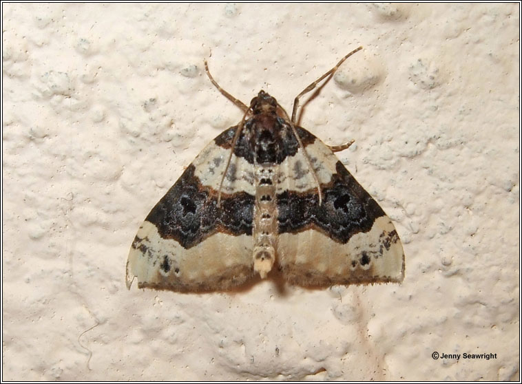 Purple Bar, Cosmorhoe ocellata