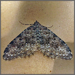 Striped Twin-spot Carpet, Nebula salicata