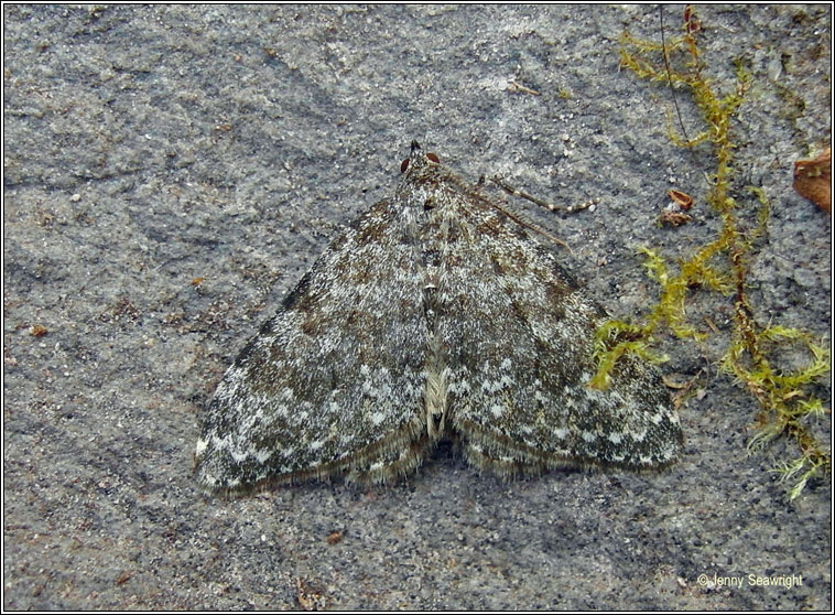 Striped twin-spot Carpet, Nebula salicata