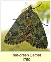 Red-green Carpet, Chloroclysta siterata