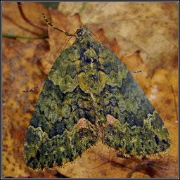 Red-green Carpet, Chloroclysta siterata