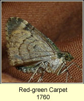 Red-green Carpet, Chloroclysta siterata