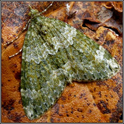 Autumn Green Carpet, Chloroclysta miata