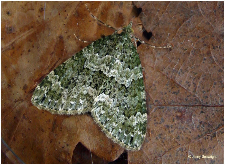 Autumn Green Carpet, Chloroclysta miata