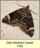 Dark Marbled Carpet, Chloroclysta citrata