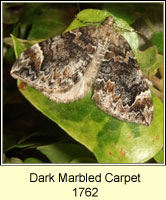 Dark Marbled Carpet, Chloroclysta citrata