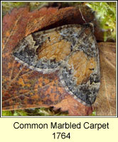 Common Marbled Carpet, Chloroclysta truncata