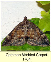 Common Marbled Carpet, Chloroclysta truncata